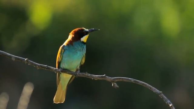 Dazzling Green World ? Feel AT EASE Relaxing Guitar Music ? and Verdant Landscapes смотреть онлайн