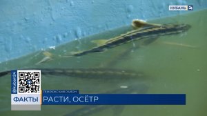 Подготовка к нересту: в реку Кубань выпустят почти 1,5 млн особей осетра