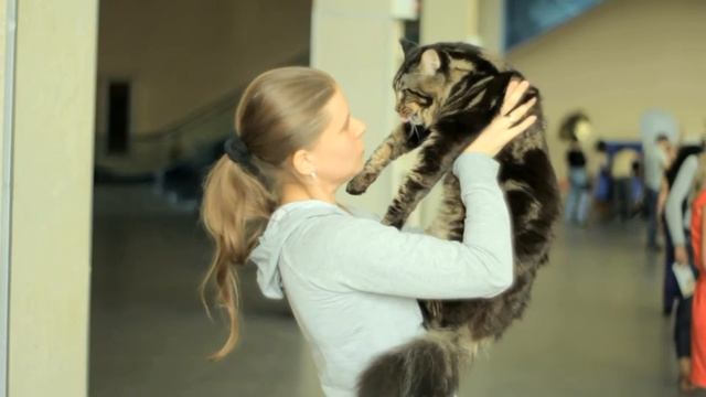 Несколько Слов о Кошках. Все О Домашних Животных смотреть онлайн