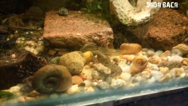 КАРЛИКОВЫЙ БОЛОТНЫЙ РАК СОВМЕСТИМОСТЬ, КОРМЛЕНИЕ, РАЗВЕДЕНИЕ И УХОД! смотреть онлайн