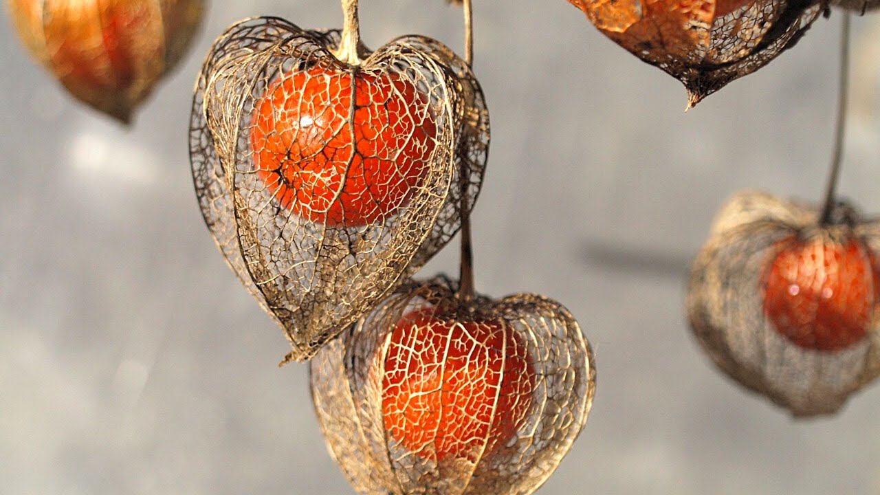 Перуанский физалис | Как выращивают это растение смотреть онлайн