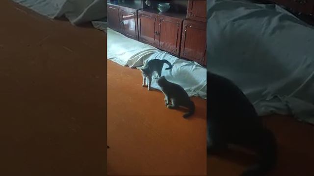 игры кошек смотреть онлайн