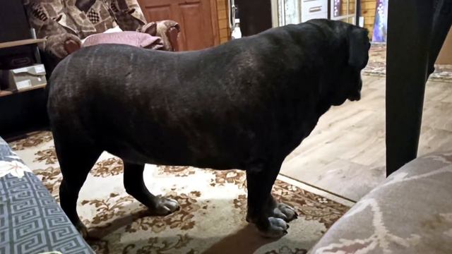 Кане Корсо. Cane Corso. Всегда на стрёме! смотреть онлайн