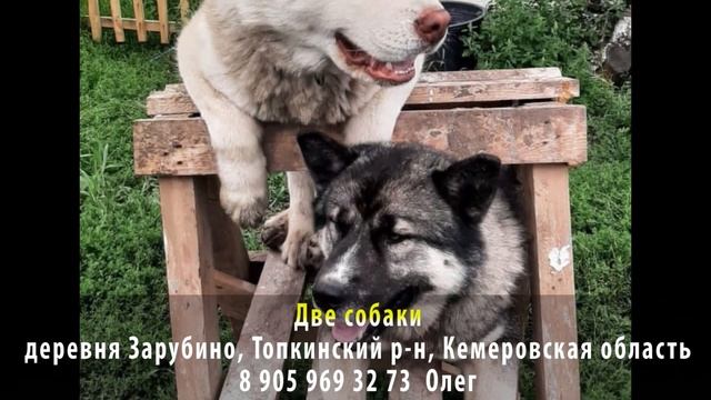 Пропали собаки! Деревня Заубино, Топкинский район, Кемеровская область