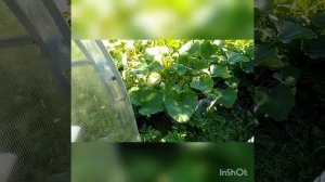 использование водорослей в огороде
