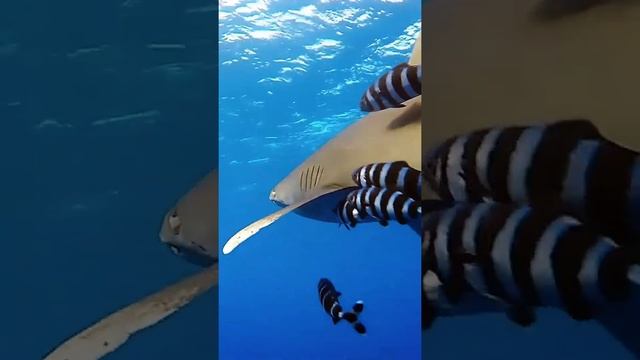 ? Океаническая белоперая (длинноплавниковая) акула ? смотреть онлайн