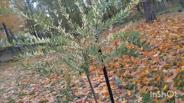 Дача. осеннее видео. Ноябрь радует нас смотреть онлайн