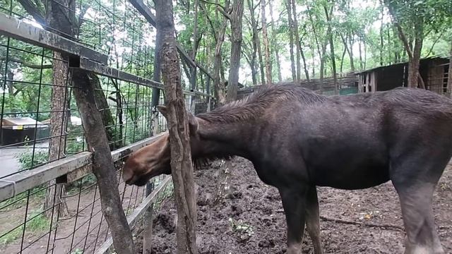 Интересные места в Хабаровске | Зоосад «Приамурский» им.В.П.Сысоева | Куда пойти в Хабаровске? смотреть онлайн