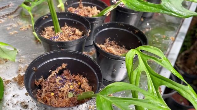 Monstera Adansonii Care And Propagation (variegated)