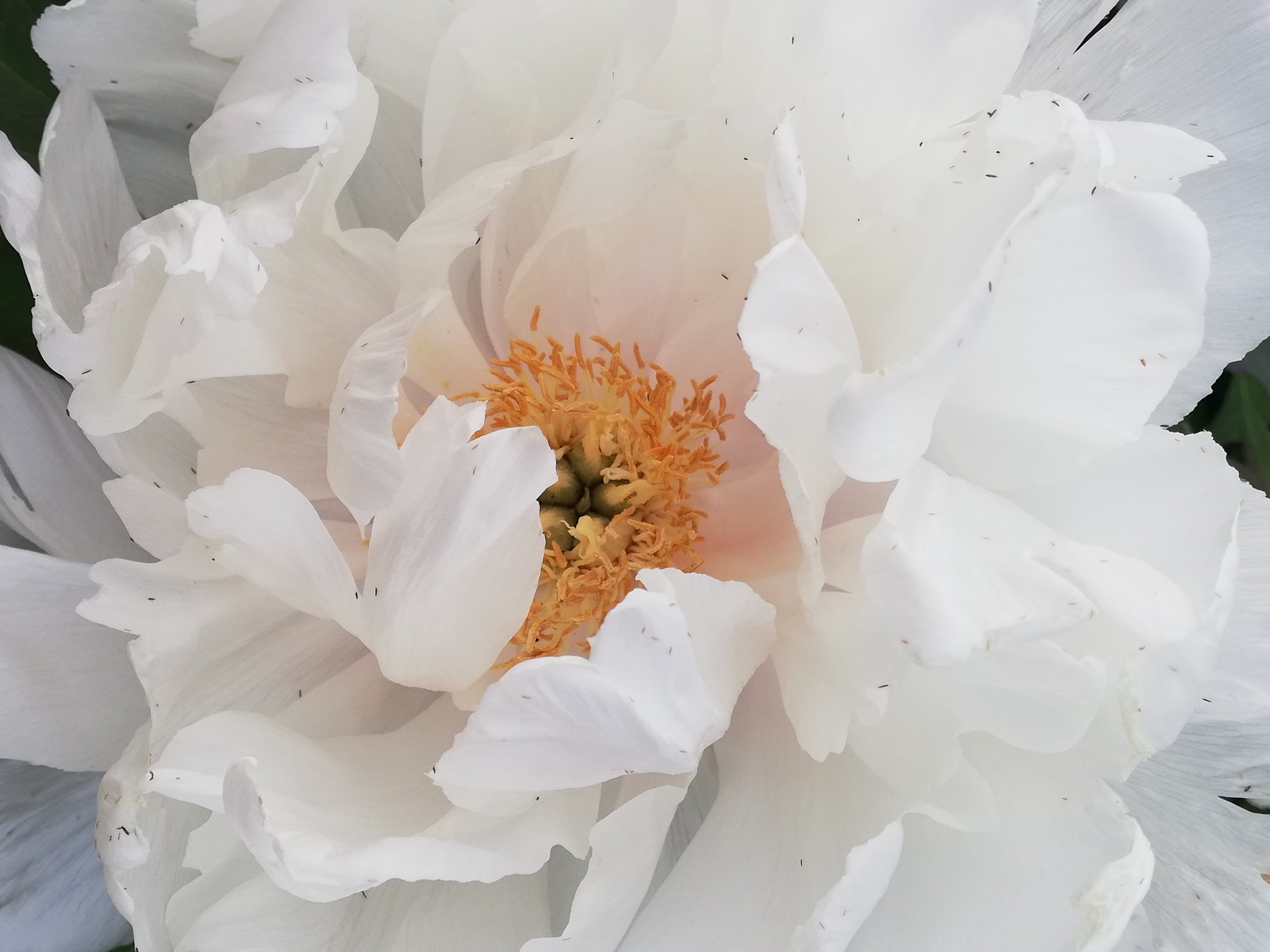 ПИОН ДРЕВОВИДНЫЙ. Весенний уход. смотреть онлайн