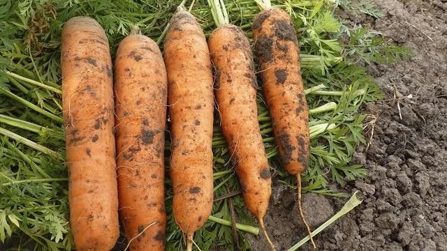 Когда убирать морковь и свеклу с грядки на хранение в 2021 году смотреть онлайн