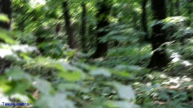 Веселка обыкновенная, плютеи и другие грибы в конце июня смотреть онлайн