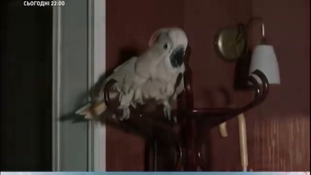 ЗВУЧАТ СЕРДЦА МЕЛОДИЕЙ РОМАНСА...РОМАНС СТИХИ ОЛЬГИ МЕЛЬНИЧУК, МУЗЫКА ВИЛЬГЕЛЬМА ГОЛЬДЕРБАЙНА смотреть онлайн