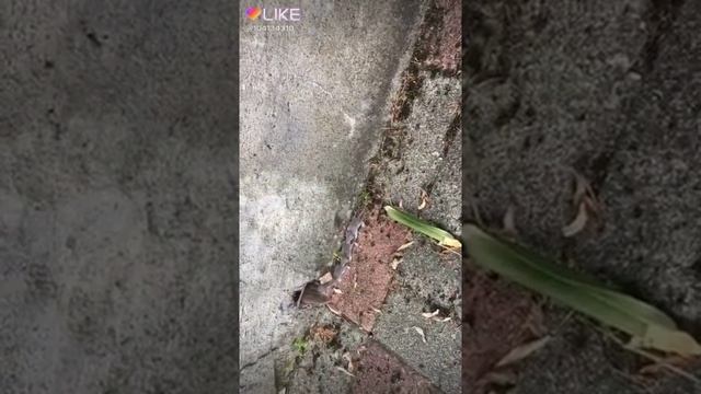 Смешной танец маленьких обетателей "скубиду папа" смотреть онлайн