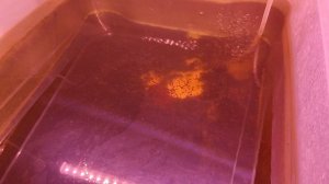 Дафния Магна общий вид культуры, контейнера в котором держу