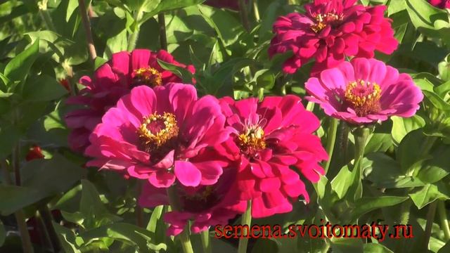 Проверенный сорт циннии: "Супер Йога Парпл" смотреть онлайн