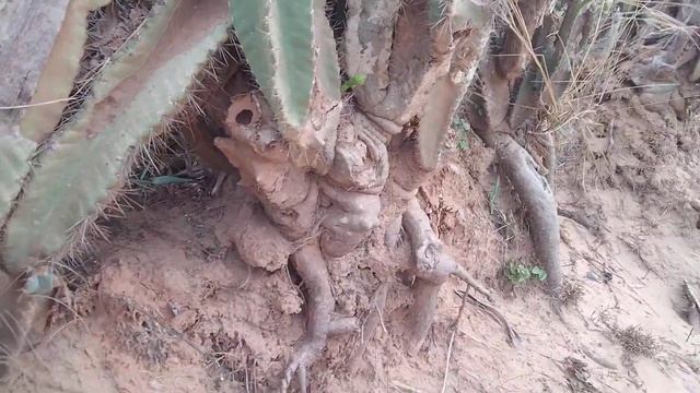 Xerophytes-Cereus repandus-Cactus- கற்றாழை-బ్రహ్మజెముడు-NaMo Studios смотреть онлайн