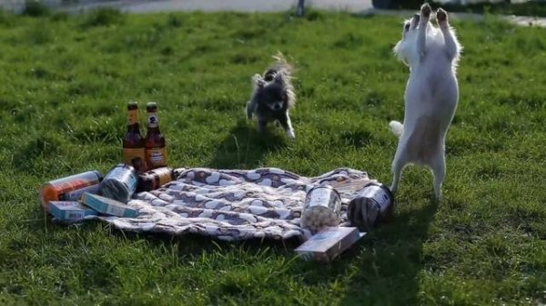 Secret For Pets. Корм для собак и кошек