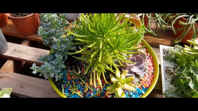 ESPECIES DE CACTUS DE COLECCIÓN 2018 смотреть онлайн