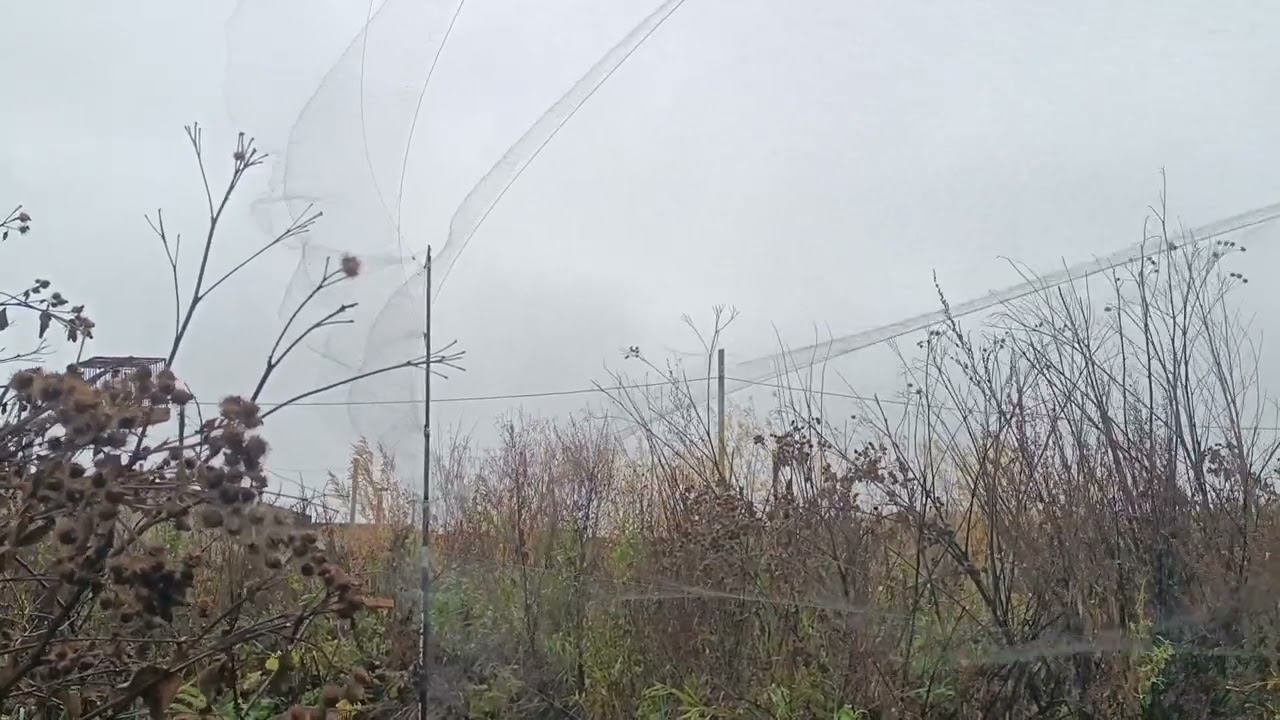 Ловля щеглов в непогоду 30.09.2023. смотреть онлайн