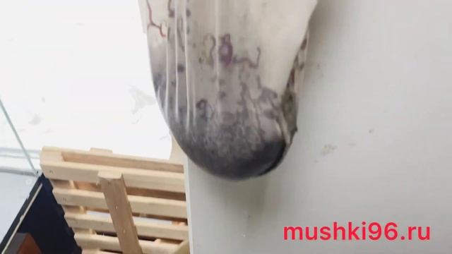 МОТЫЛЬ, как его по чистить и взбодрить??? смотреть онлайн