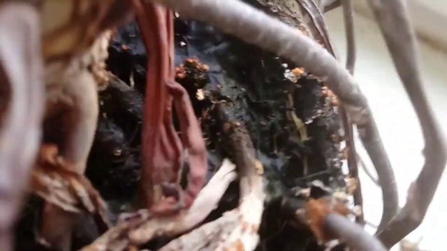 Болотное растение смотреть онлайн
