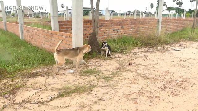 Dogs War in the real Battle || # Nature Show смотреть онлайн