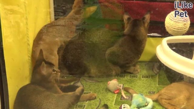 Кошки. Порода Чаузи. Приобретение, характер, повадки, уход на Ilike.pet