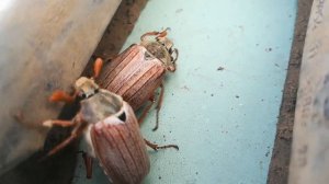 Жёсткий замес майских жуков/Бои майских жуков
