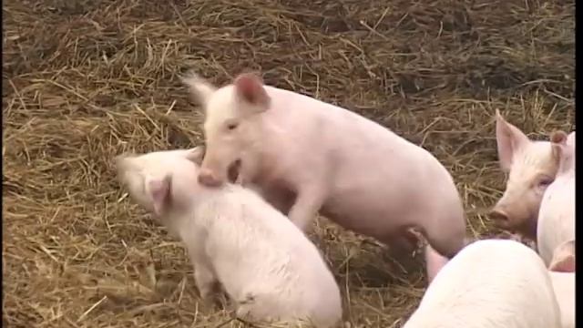 Свиноферма строительство. Содержание свиней. смотреть онлайн