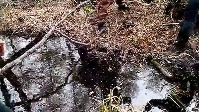 Заколдованный лес смотреть онлайн