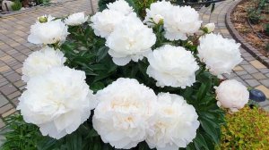 Какой же он красивый? Пион Мадрид, который не Мадрид?