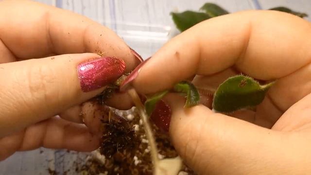 Перевалка стартеров. Детки фиалок.