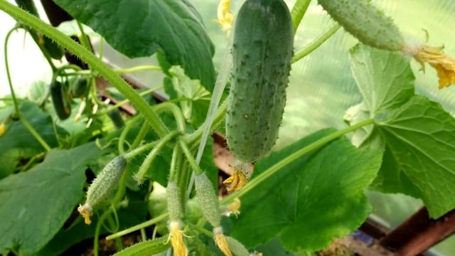 ЛУЧШАЯ ПОДКОРМКА ОГУРЦОВ ВО ВРЕМЯ ПЛОДОНОШЕНИЯ ДЛЯ УВЕЛИЧЕНИЯ УРОЖАЯ! смотреть онлайн