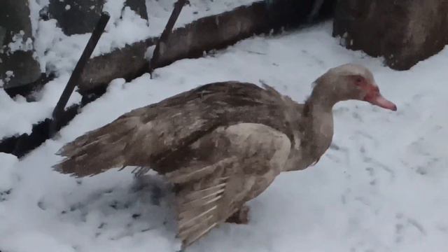 Что-то с уточкой не так! смотреть онлайн