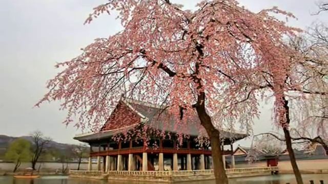 Легенда о цветущей сакуре смотреть онлайн