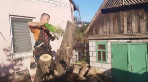 Бензопила Прокрафт 52 т против абрикосы