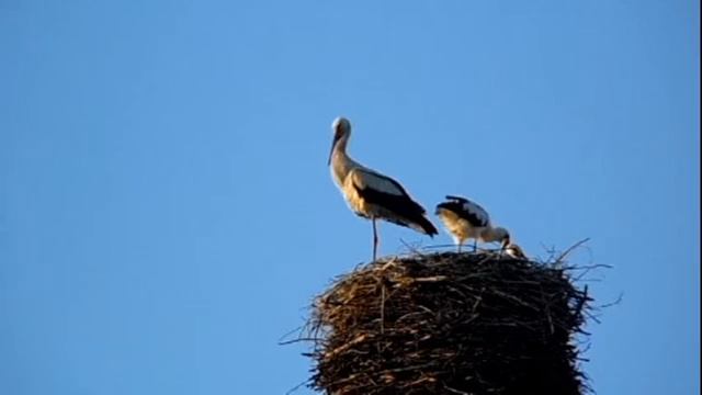 Жизнь аистов в тверской области