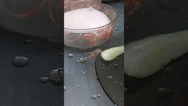 Кузнечик ест огурец смотреть онлайн