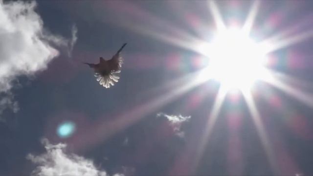 Видео на стих Ирины Колос "Отчаяние" смотреть онлайн