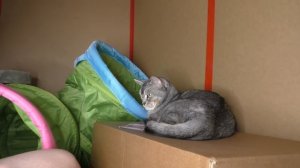 ПРОНИКЛИ В КАРТОННЫЙ ДОМ МИЛЛИОНЕРА