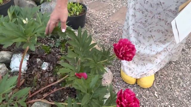 Обзор пионов. Почему только один цветок. Какие сорта пионов распустились в моём саду. смотреть онлайн