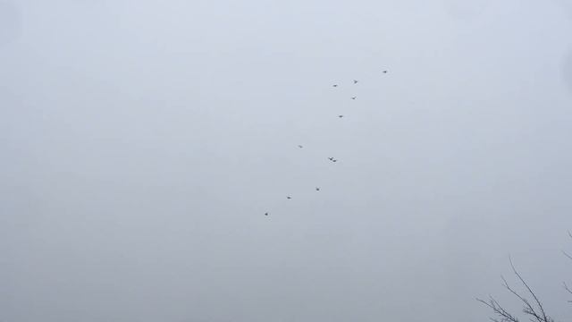 голуби на ферме кто знает что за порода ???? смотреть онлайн