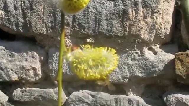 Salix caprea 'Pendula' převislá vrba jíva смотреть онлайн