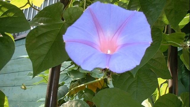 Fujifilm - FinePix 30i смотреть онлайн