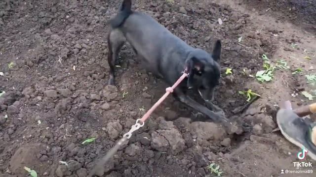 #пенза58 #собака #дача #клад #кладоискатели #огород #картошка #юмор #смех #итольянцынадаче смотреть онлайн