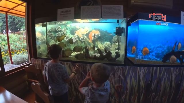 Вкусно и дорого. Кафе Аквариум экзотическое . Сочи, парк Дендрарий. смотреть онлайн