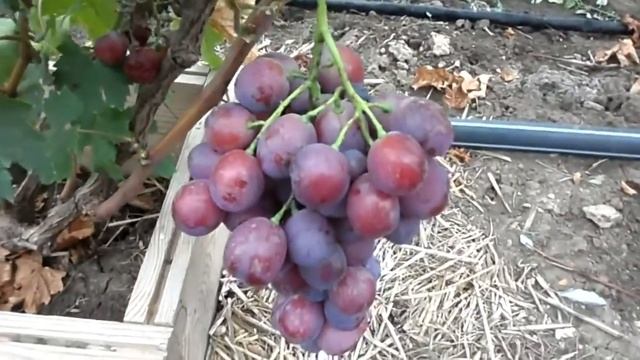 Виноград Воевода смотреть онлайн