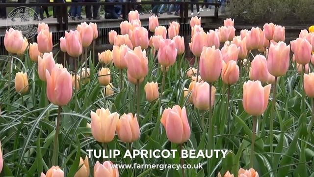 Tulip 'Apricot Beauty' - FarmerGracy.co.uk