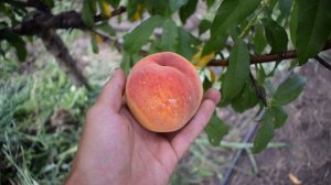 Персик Т-1 Вулкан (27 июля) - Агро Сад